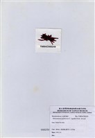 藏品(旋花藻)的圖片